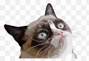 Grumpy Cat Vector Illustration Transparent Png - Stickpng Cat Meme Transparent Png,Cat Eyes Png