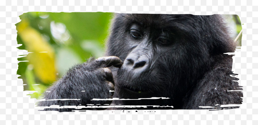 Adopt A Gorilla - Chimanuka And Mugaruka Monkey Png,Gorilla Png