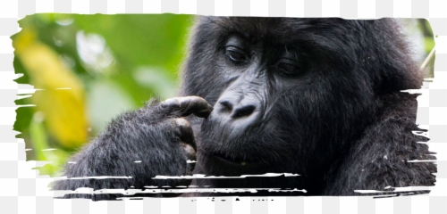 Adopt A Gorilla - Chimanuka And Mugaruka Monkey Png,Gorilla Png