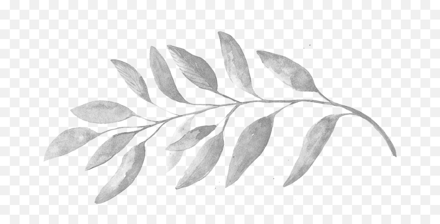 Download Thumb Image - Transparent Leaves Png Wedding Png Transparent White Leaves Png,Eucalyptus Leaves Png