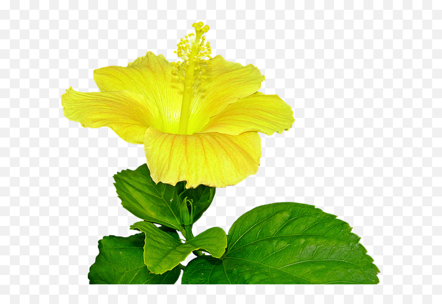 Download Free Png Yellow Hibiscus Flower Pist - Dlpngcom Pistil Png,Hibiscus Flower Png