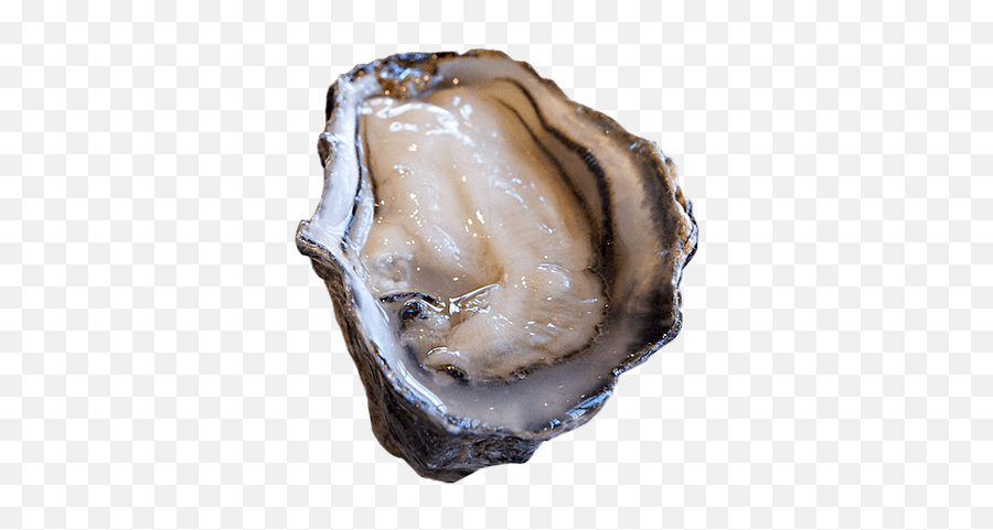 Pacific Oysters - Pacific Oyster Png,Oysters Png