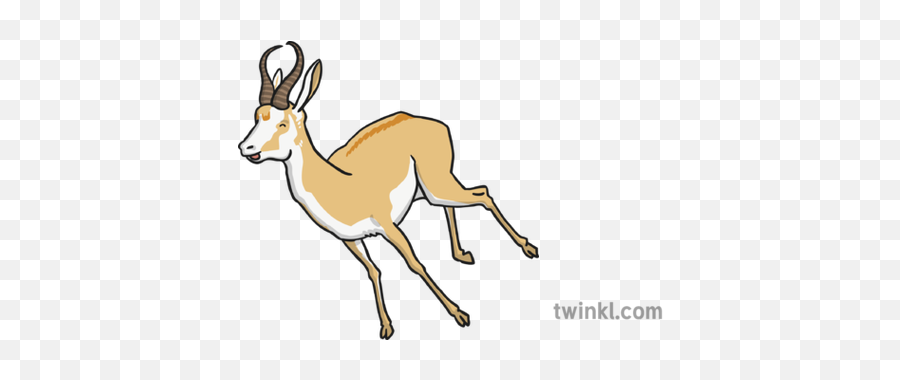 Antelope 4 Illustration - Twinkl Animal Figure Png,Antelope Png