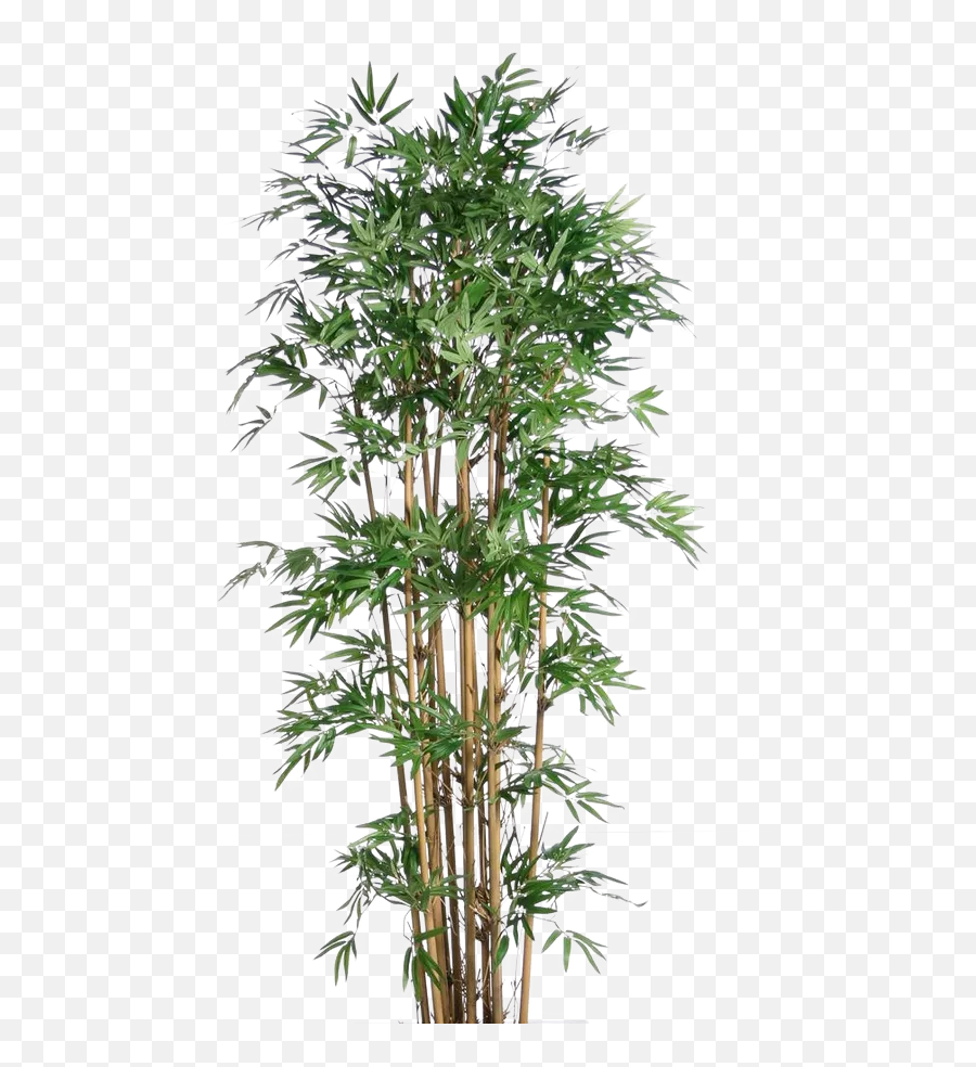 Real Bamboo Tree Png Transparent Images - Bamboo Plants Free Png,Small Tree Png