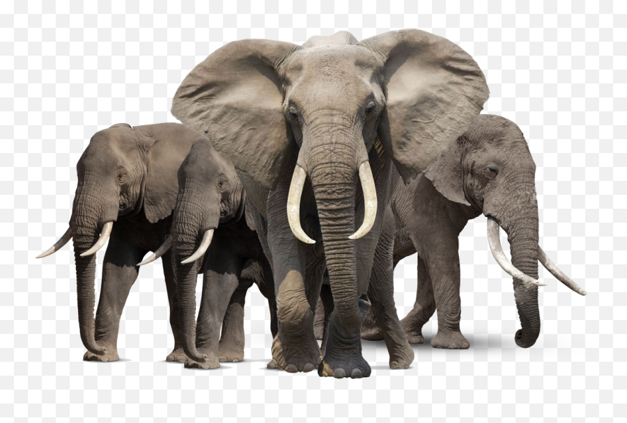 Elephant Family Png Transparent Image - Elephants Png,Elephant Transparent Background