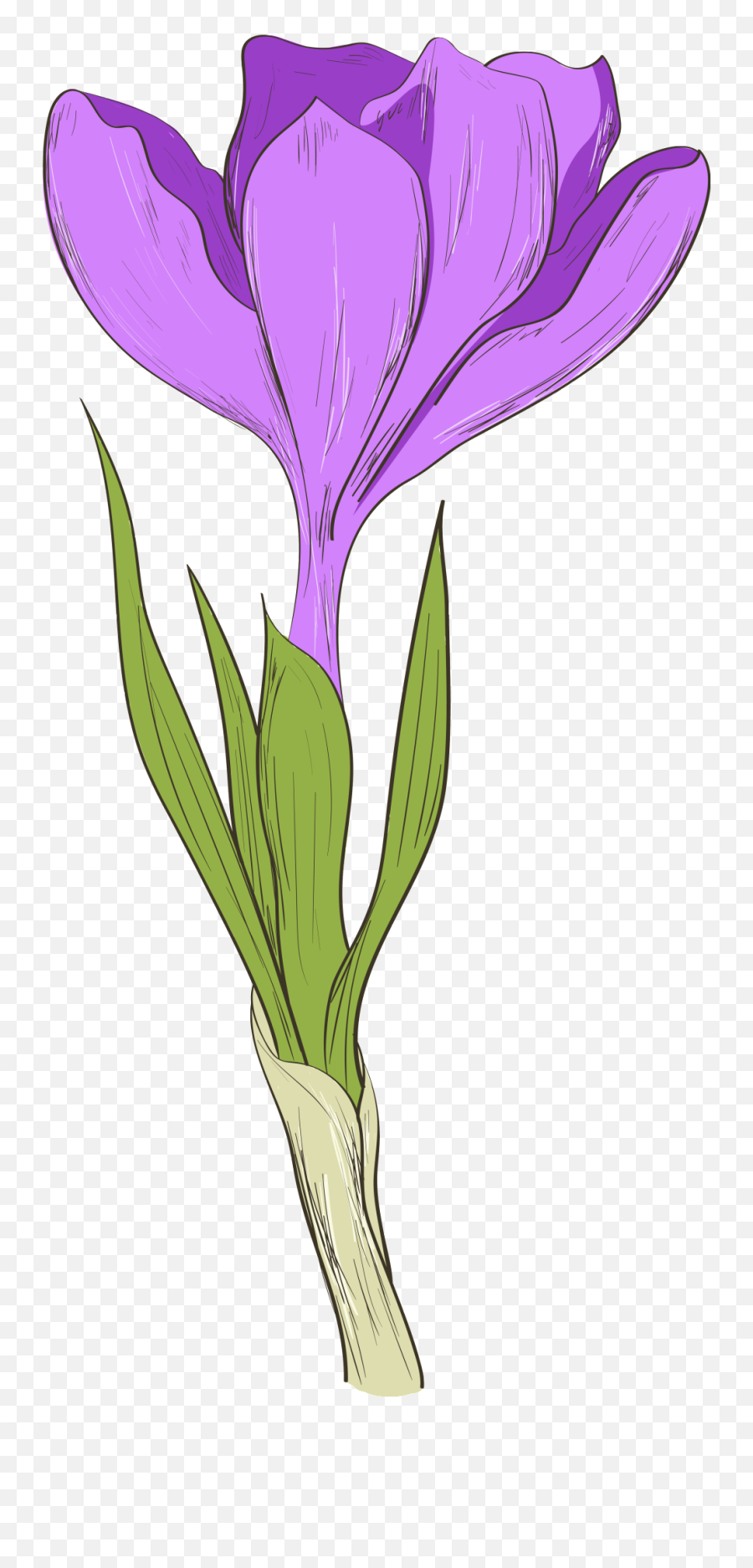 Download This Graphics Is Hand Painted A Purple Flower - Iris Flower Cartoon Png,Purple Flower Transparent