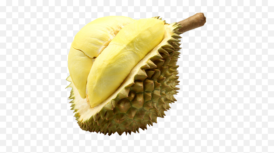 Download Durian Monthong Fruit Thailand - Durian Png,Durian Png