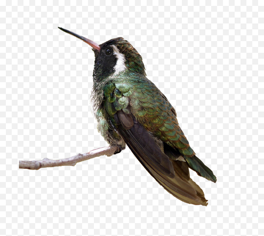 Flying Birds Png - Hummingbird Sitting Png,Humming Bird Png