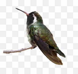 Flying Birds Png - Hummingbird Sitting Png,Humming Bird Png