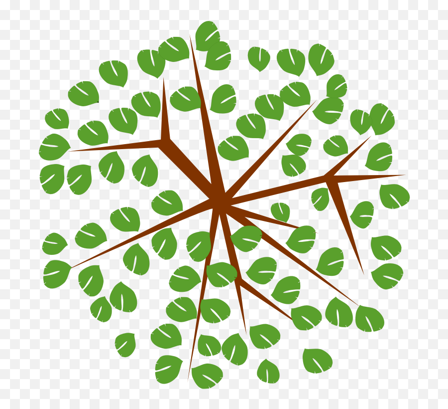 Tree - 12c Tree Clipart From Top Png Download Full Size Tree Top View Icon Png,Tree Top View Png