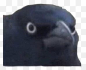Crow Judgement Judgemental Angery Angry Blackbird Black - These Spot The Difference Games Are Getting Harder Bnha Png,Angery Transparent