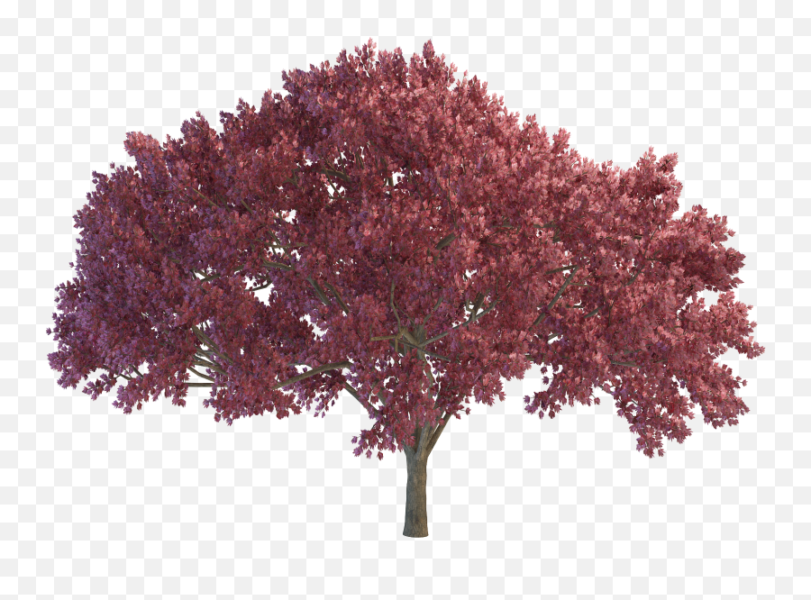 Red Tree Png Picture - Purple Trees Png,Red Tree Png