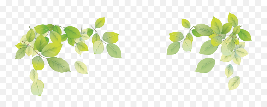 Laptop Leaf Desktop Wallpaper - Leaf Png Transparent Leaf Background Images Png,Green Transparent Background