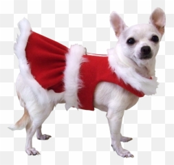 Animals And Birds No Background 949884 - PNG Christmas Dog Transparent