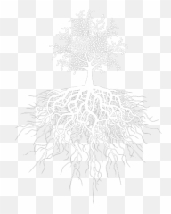 Download Hd Business Needs Roots - Us Capitol Grounds Png,Transparent Tree Images