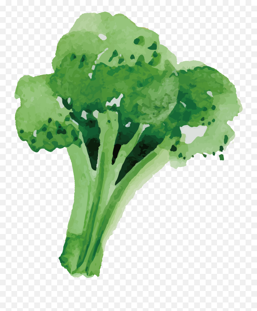 Jpg Freeuse Stock Broccoli Vector - Broccoli Hand Drawn Png,Broccoli Transparent