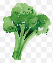 Jpg Freeuse Stock Broccoli Vector - Hand Drawn Png