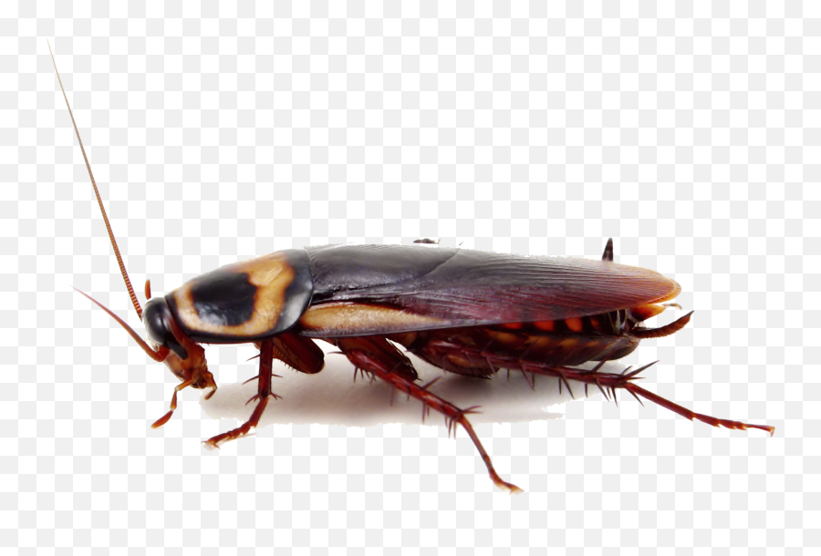 Roach Png 7 Image - City Roach,Roach Png