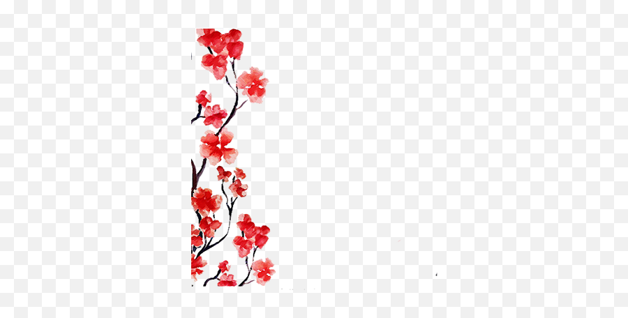 Debuting - Red Perfect Cherry Blossom Flower Png,Blossom Png