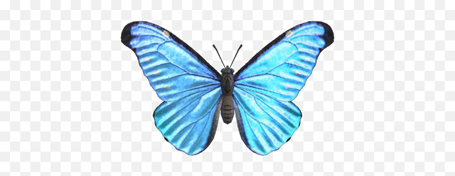 Emperor Butterfly - Nookipedia The Animal Crossing Wiki Animal Crossing Butterfly Png,Real Butterfly Png