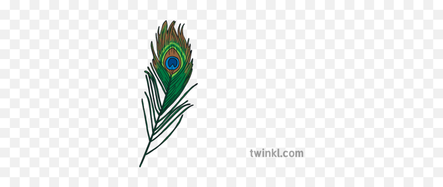 Ks1 Peacock Feather Illustration - Twinkl Emblem Png,Peacock Feathers Png