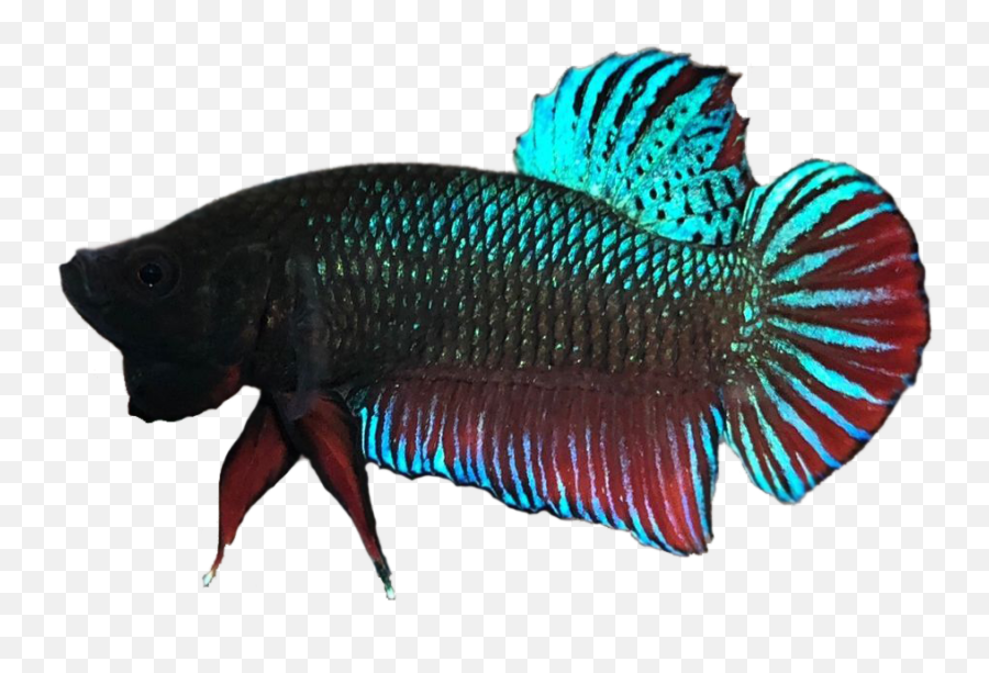 Contact Hibettacom - The 1 Website For Betta Fish Fans Wrasses Png,Betta Fish Png