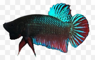 Contact Hibettacom - The 1 Website For Betta Fish Fans Wrasses Png,Betta Fish Png