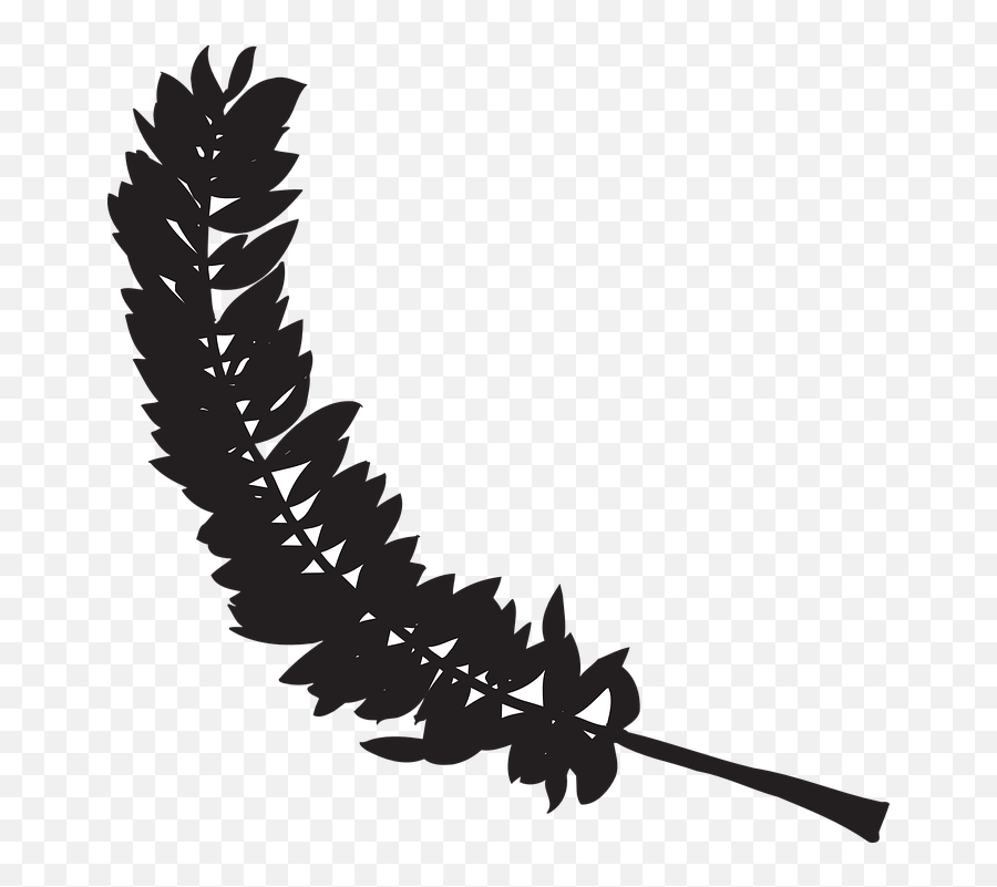 Feather Black Bird - Free Vector Graphic On Pixabay Png,Black Feather Png