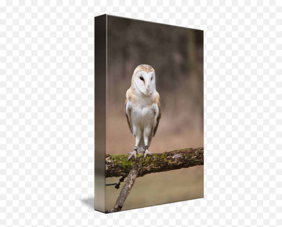 Barn Owl By Tony Moran - Barn Owl Png,Barn Owl Png