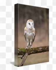Barn Owl By Tony Moran - Barn Owl Png,Barn Owl Png