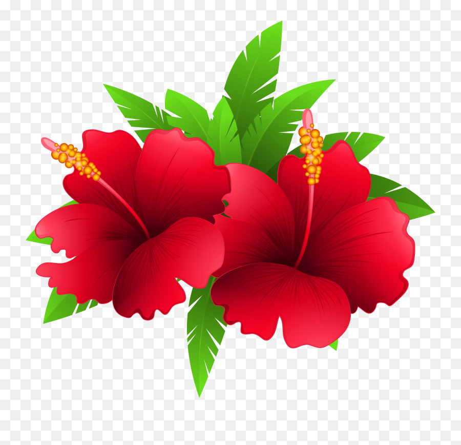 Hibiscus Clipart Png - Transparent Background Tropical Flowers Clipart,Hibiscus Flower Png