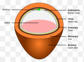 Coconut Layers - Outside Of A Coconut Called Png,Png Layers