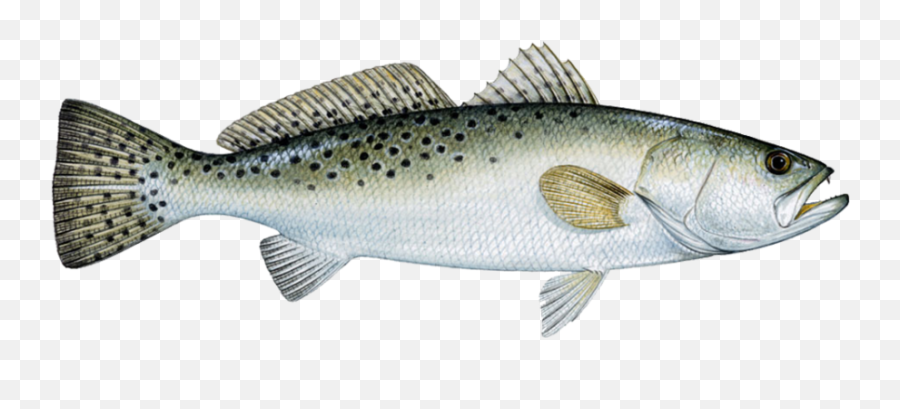 Sea Trout - Speckled Trout Png,Trout Png