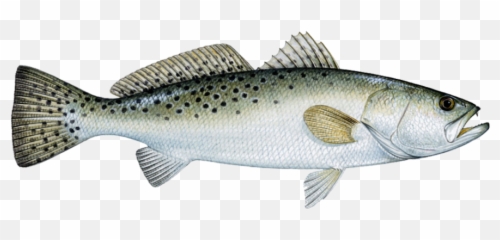 Sea Trout - Speckled Trout Png,Trout Png