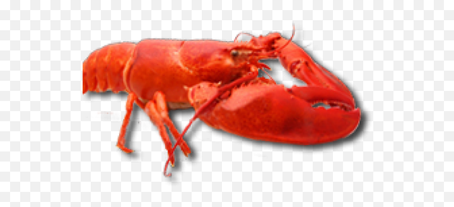 Lobster Png Free Download 28 Images - Lobster,Lobster Png