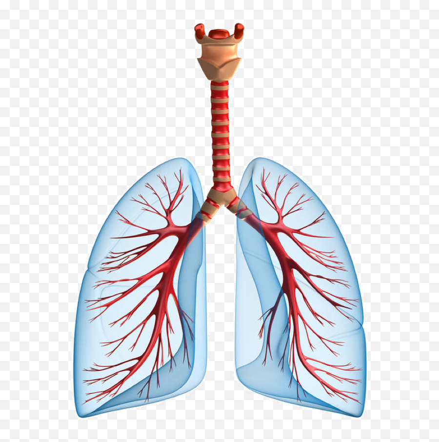 Lungs Png - Chronic Kidney Disease Pulmonary Edema,Lung Png