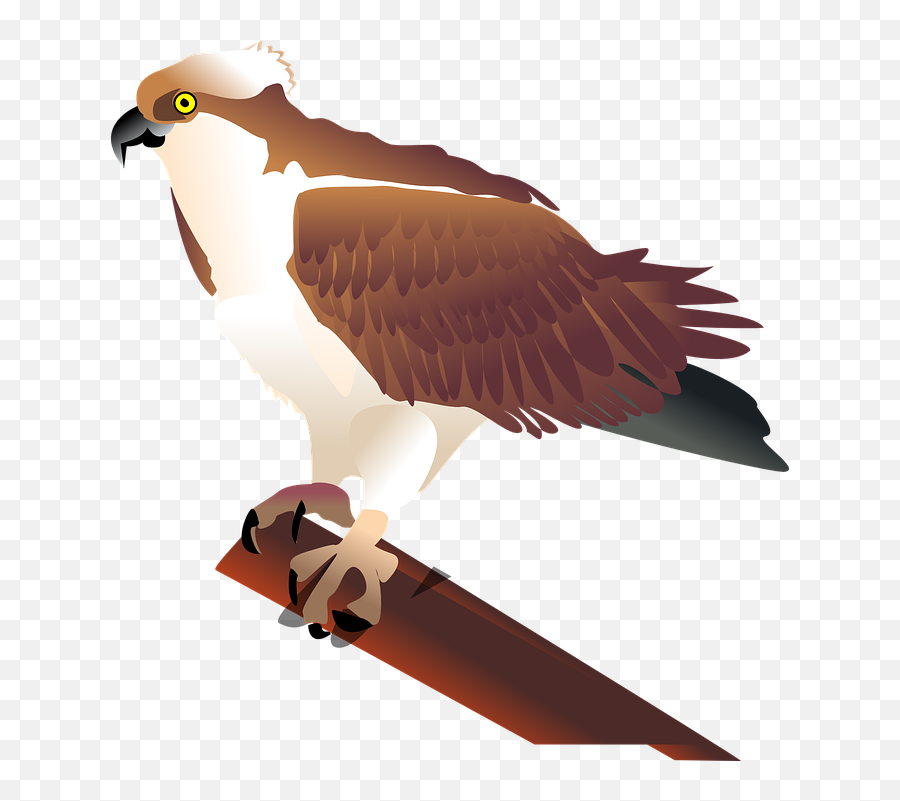 Eagle Hawk Bird - Osprey Clip Art Png,Hawk Png