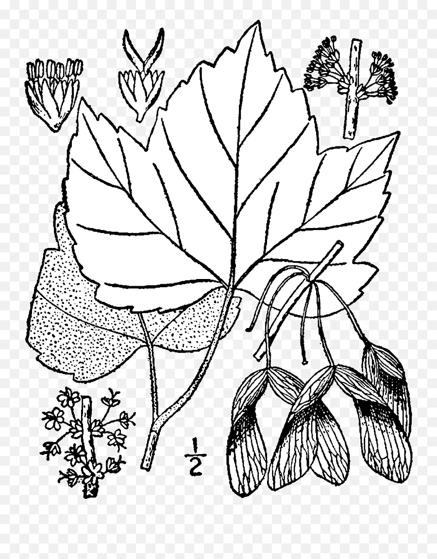 Acer Rubrum Drummondii Drawing - Acer Rubrum Var Drummondii Sketh Png,Draw Png