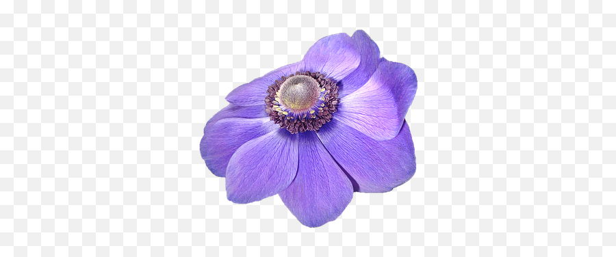 70 Free Flower Transparent Background U0026 - Fiore Viola Con Sfondo Trasparente Png,Purple Flower Transparent