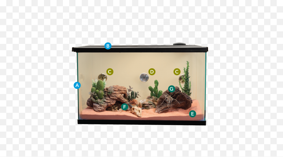 Leopard Geckos - Pet Garter Snake Habitat Png,Leopard Gecko Png