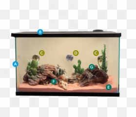 Leopard Geckos - Pet Garter Snake Habitat Png,Leopard Gecko Png