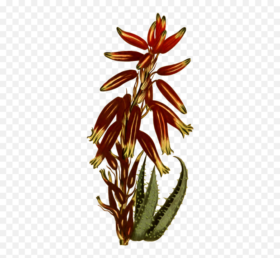 Flora Plant Stem Png Clipart - Hedgehog Aloe,Aloe Vera Plant Png