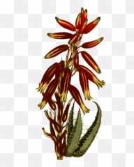 Flora Plant Stem Png Clipart - Hedgehog Aloe