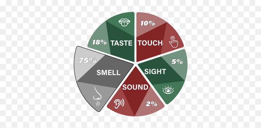 Scents Affect Mood - Chestertons Png,5 Senses Icon