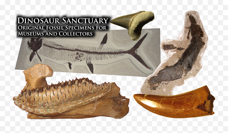 Dinosaur Sanctuary - Vertebrate Png,Dinosaur Skull Png