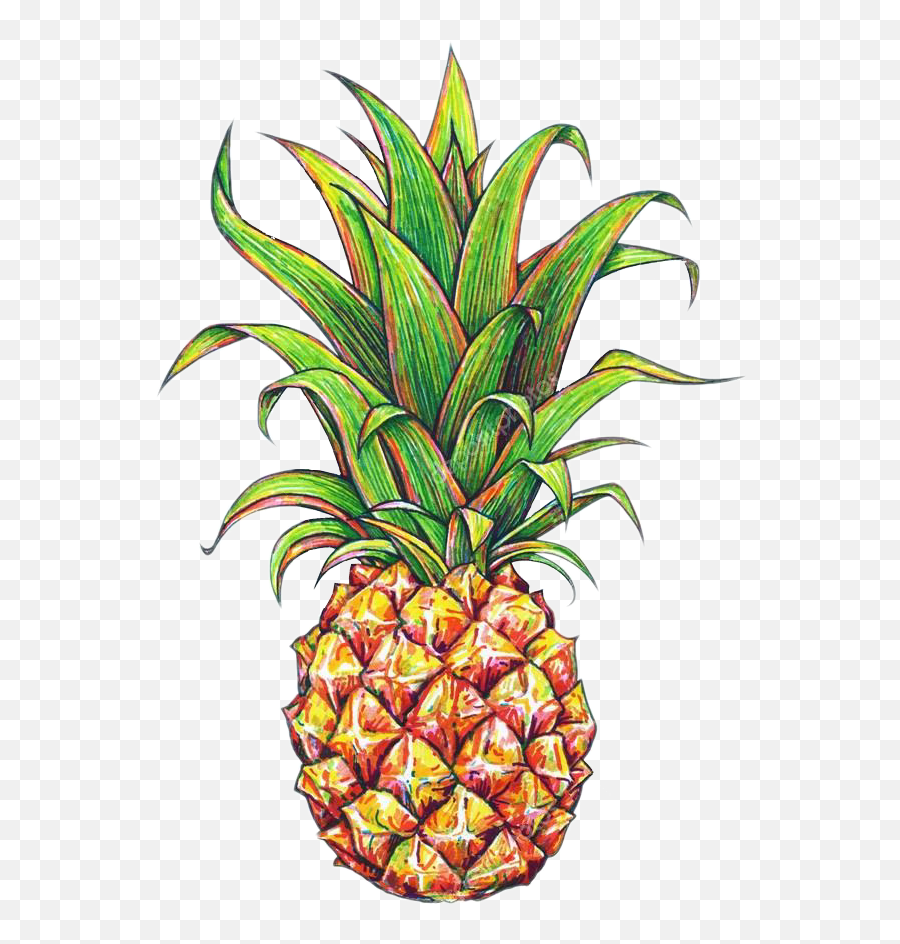 Pineapple Png Tumblr 6 Image - Pineapple Drawing,Pinapple Png