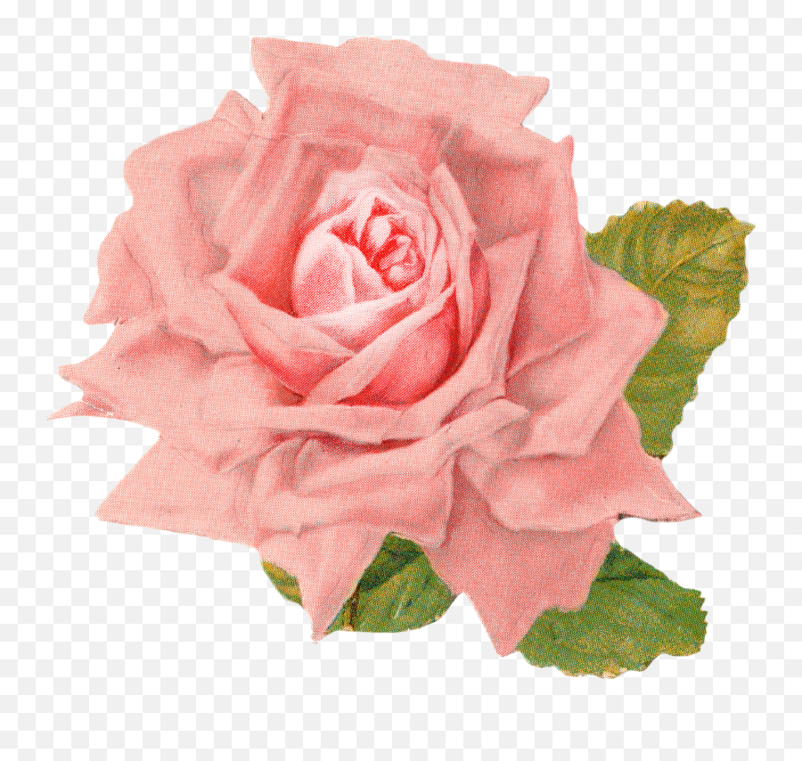 Vintage Rose - Vintage Roses Clipart Free Png,Vintage Flowers Png