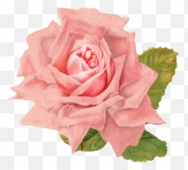 Vintage Rose - Roses Clipart Free png