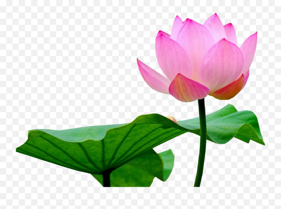 Pink Lotus Png Image Hd - Lotus Flower Png,Lotus Png