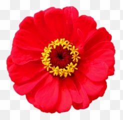 Flower Image Gallery - Clipart Transparent Background png